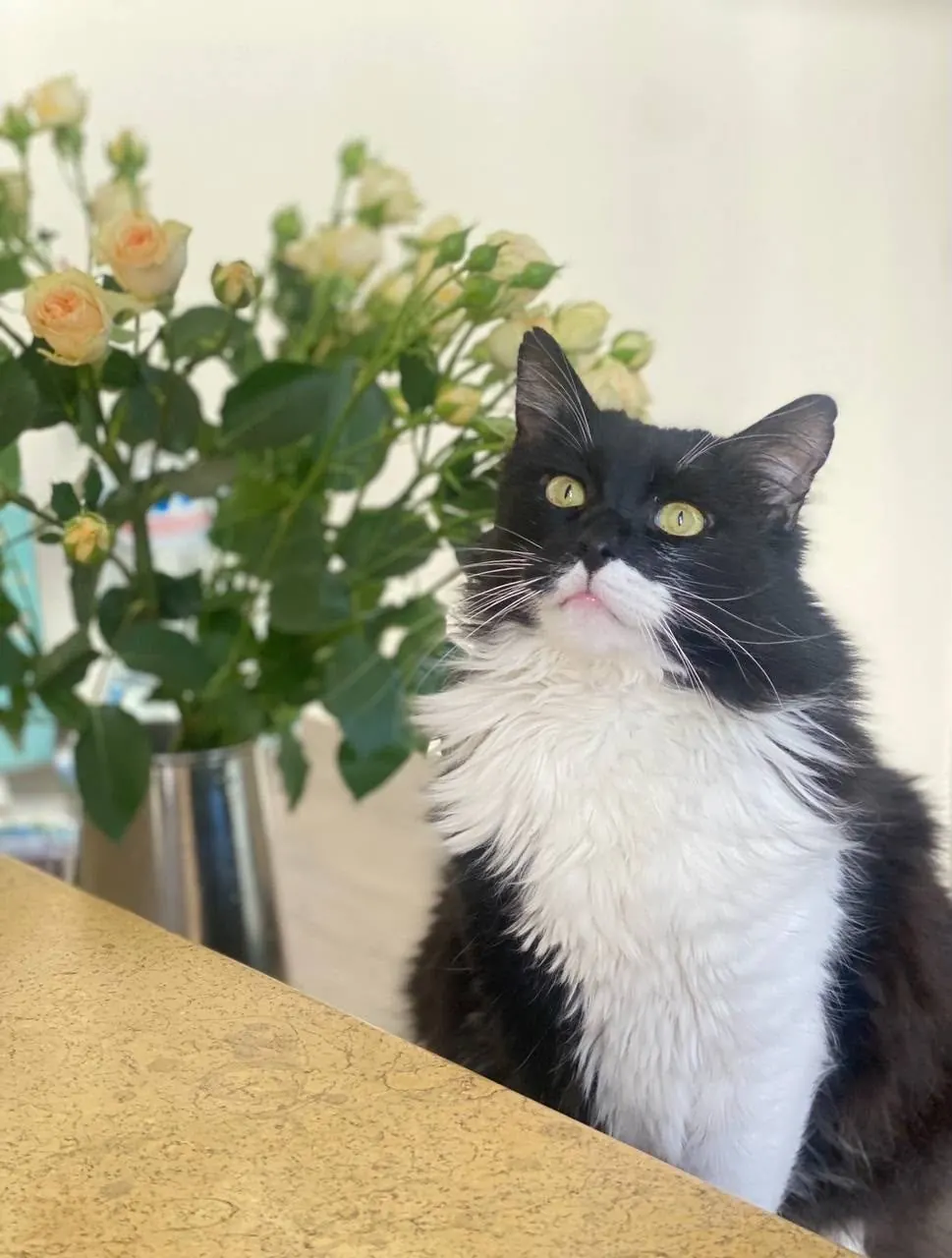 A happy pet in our care