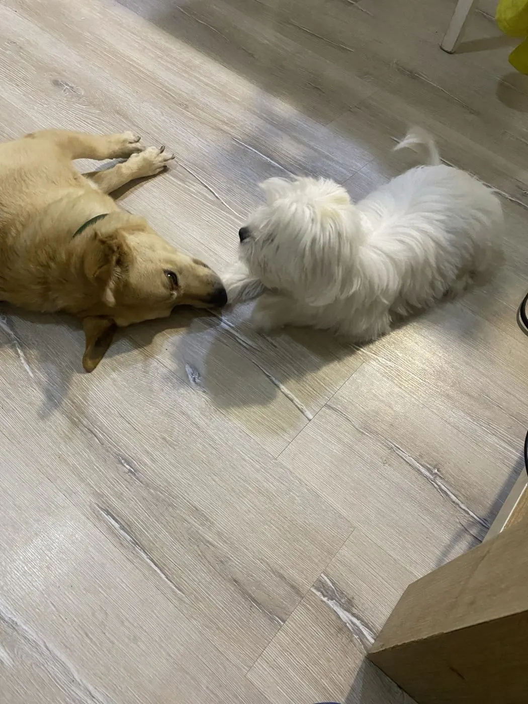 Pet care