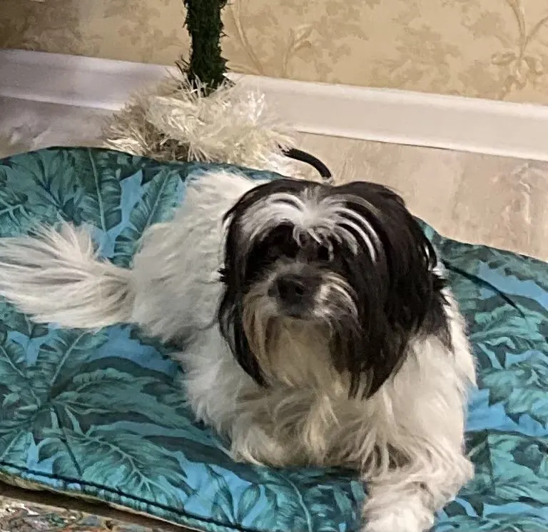 Dog in our pet care gallery