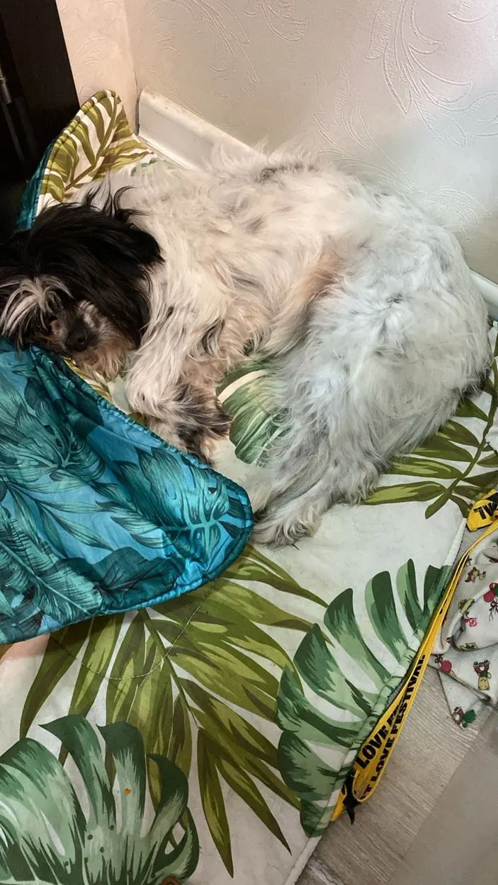 Pet photo