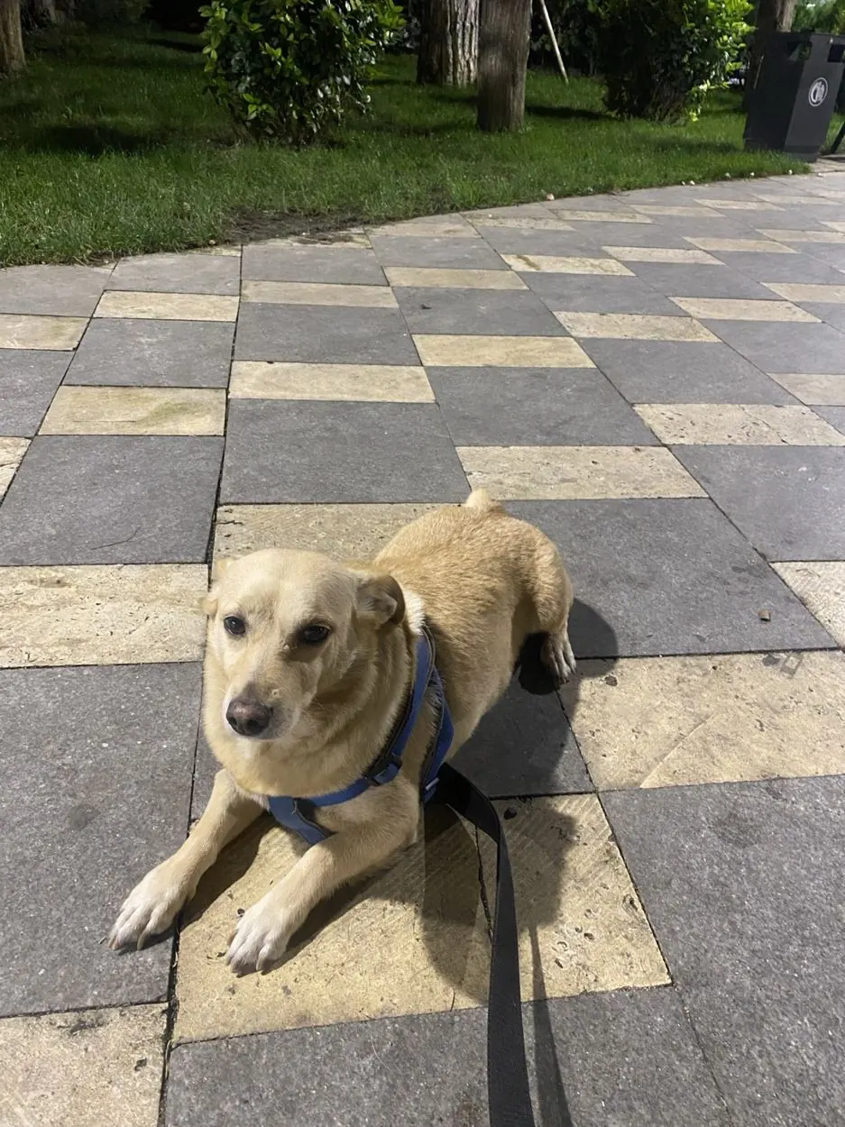 Pet enjoying time outdoors