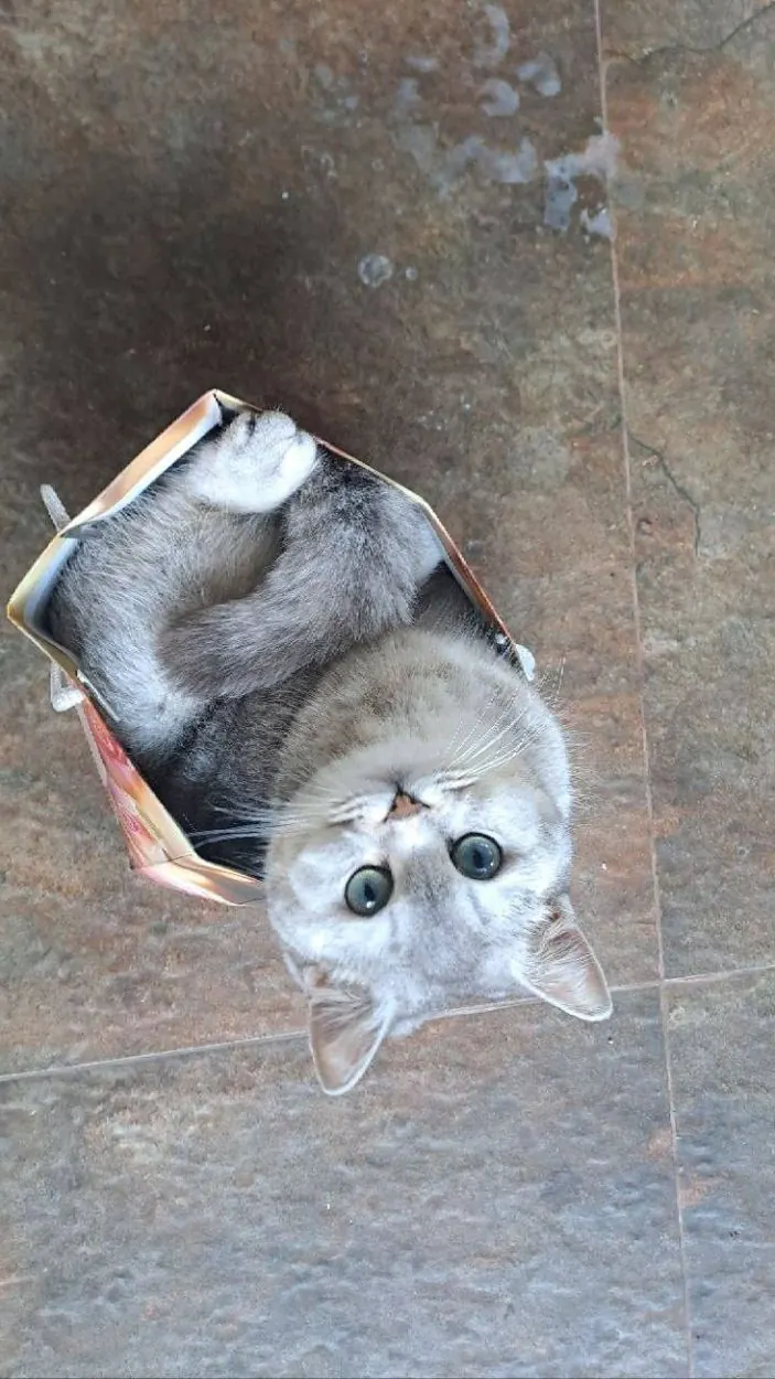 Pet enjoying time outdoors