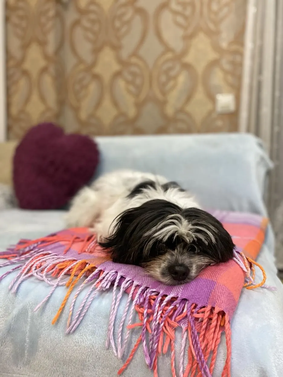 Dog in our pet care gallery