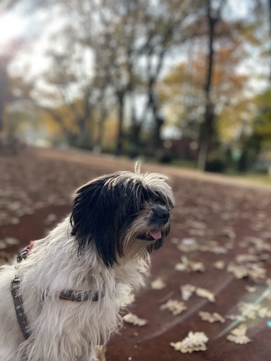 Pet photo