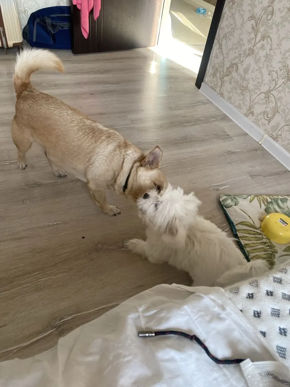 Dog in our pet care gallery
