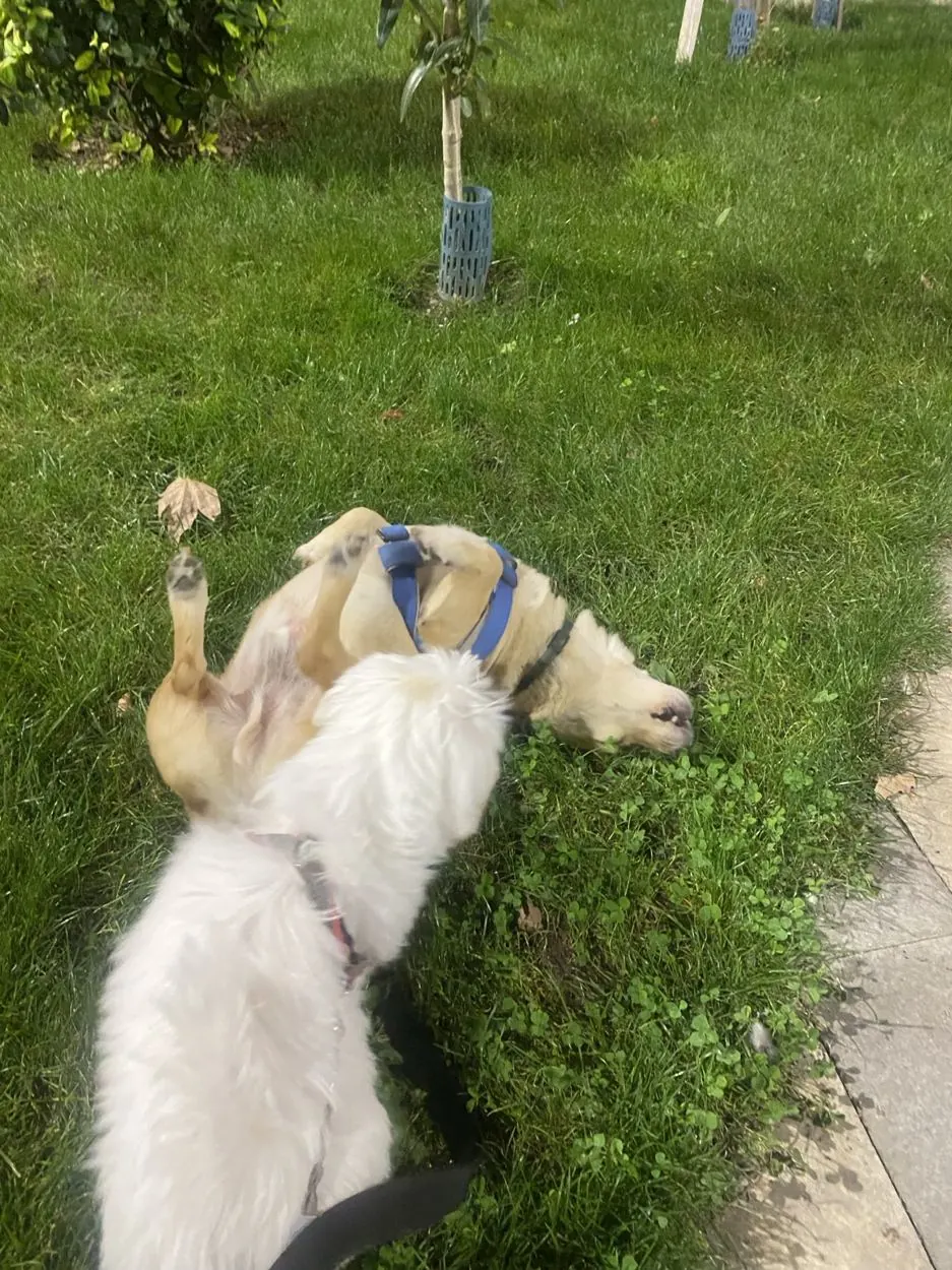 Pet enjoying time outdoors