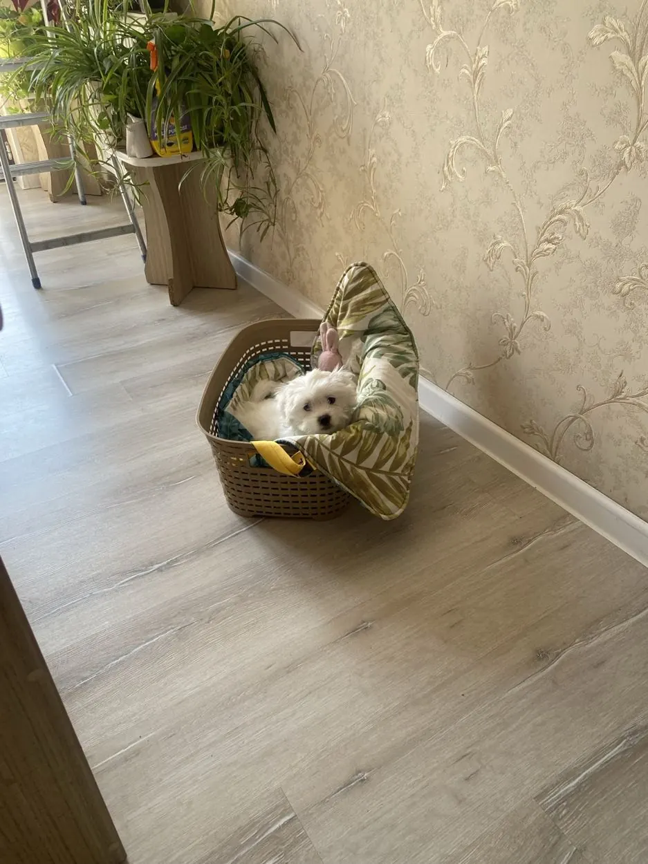 Cat in our pet care gallery