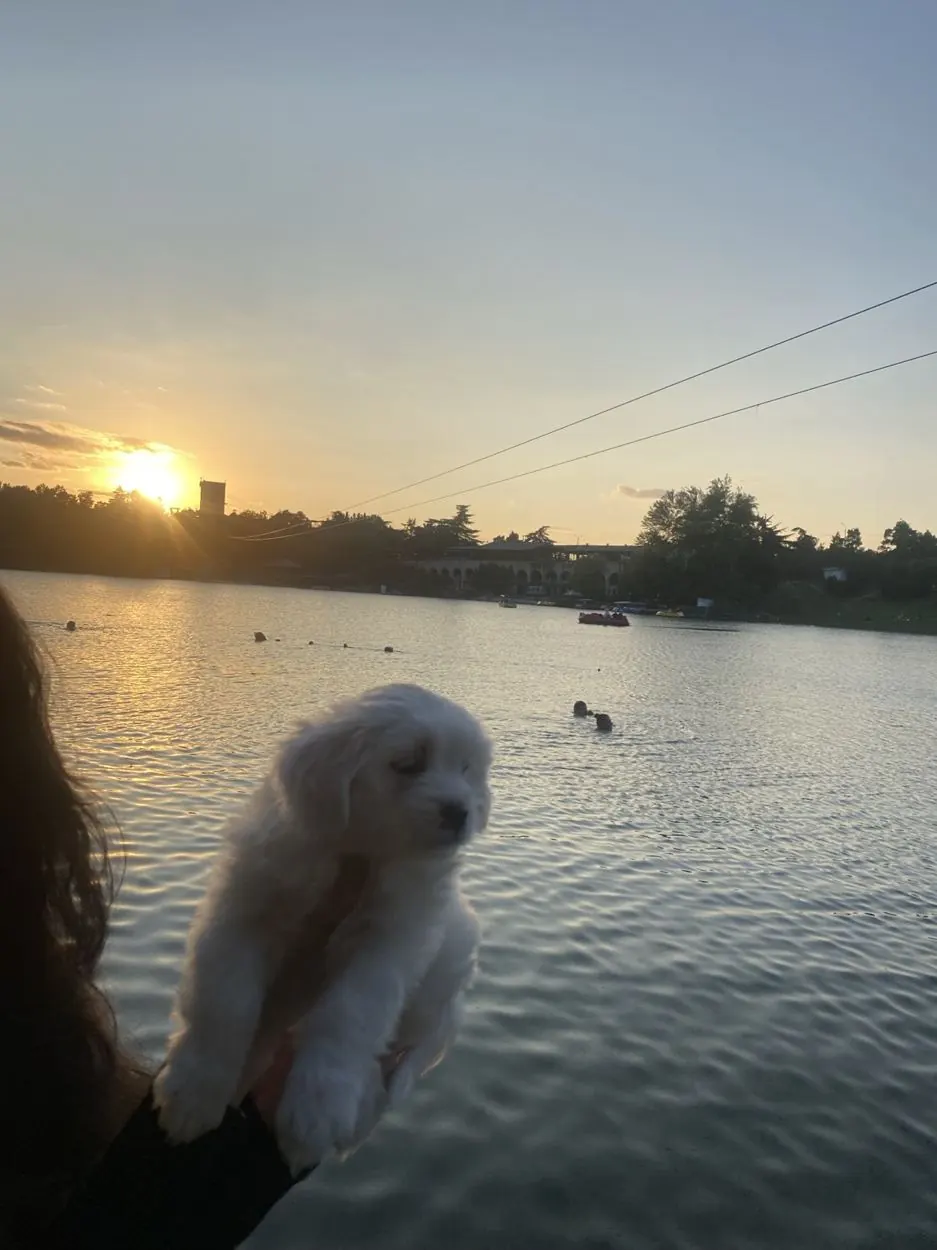Pet enjoying time outdoors