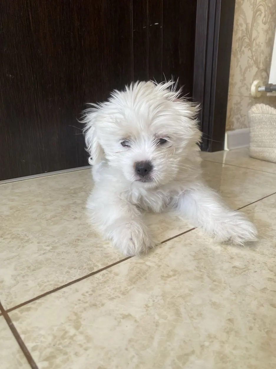 Dog in our pet care gallery